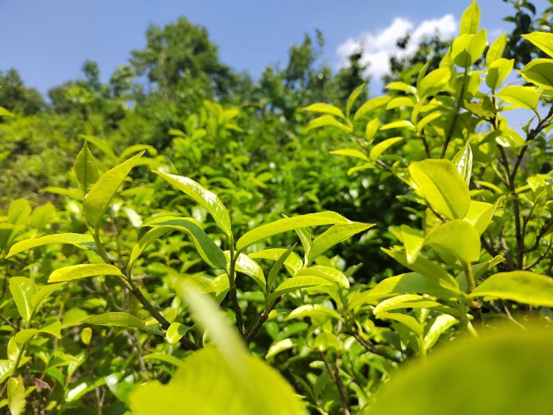 生态茶