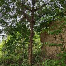 富平大刺皂角树生产皂角刺皂角米均可8～20公分都有货
