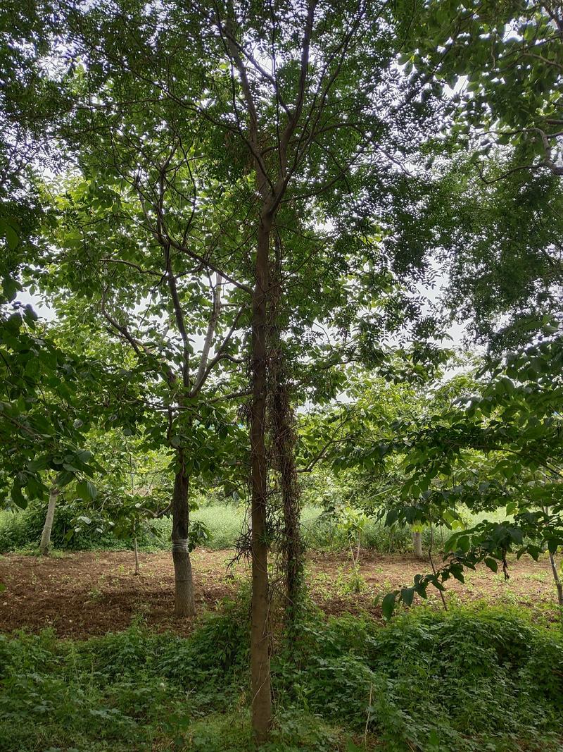 富平大刺皂角树生产皂角刺皂角米均可8～20公分都有货