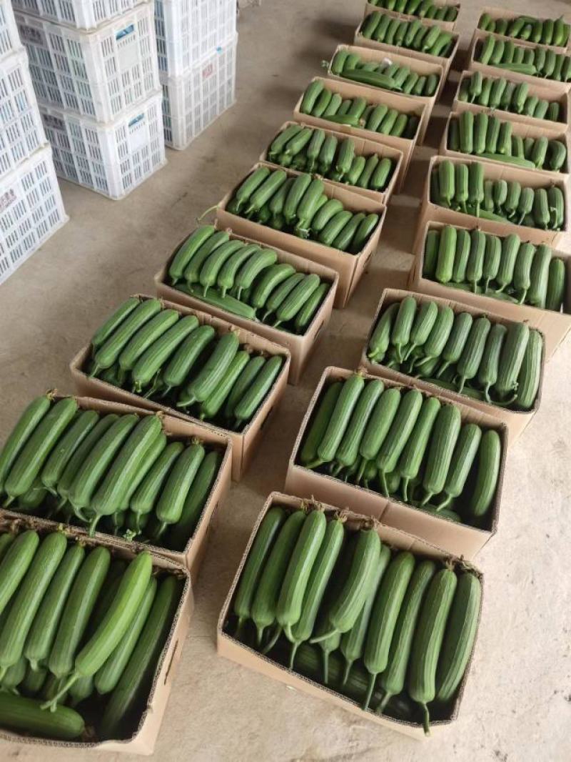 油皮，和香丝瓜，大量出售精品油皮短丝瓜，量大从优，有要的