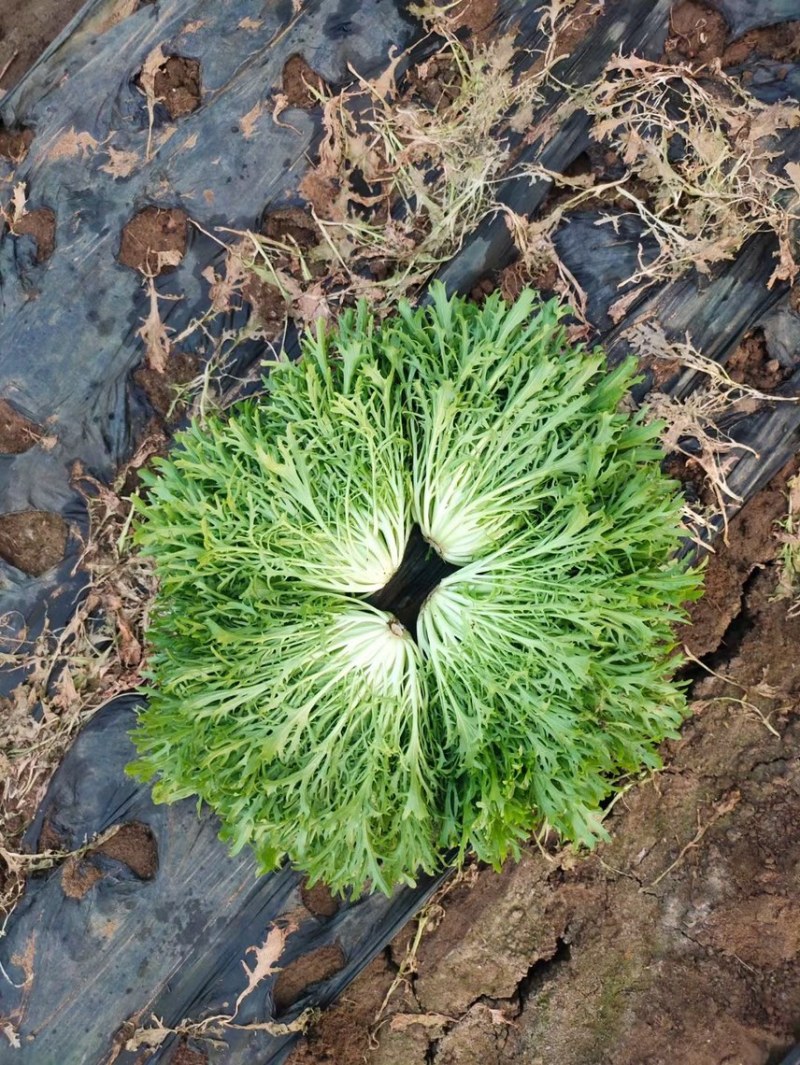 小叶苦菊