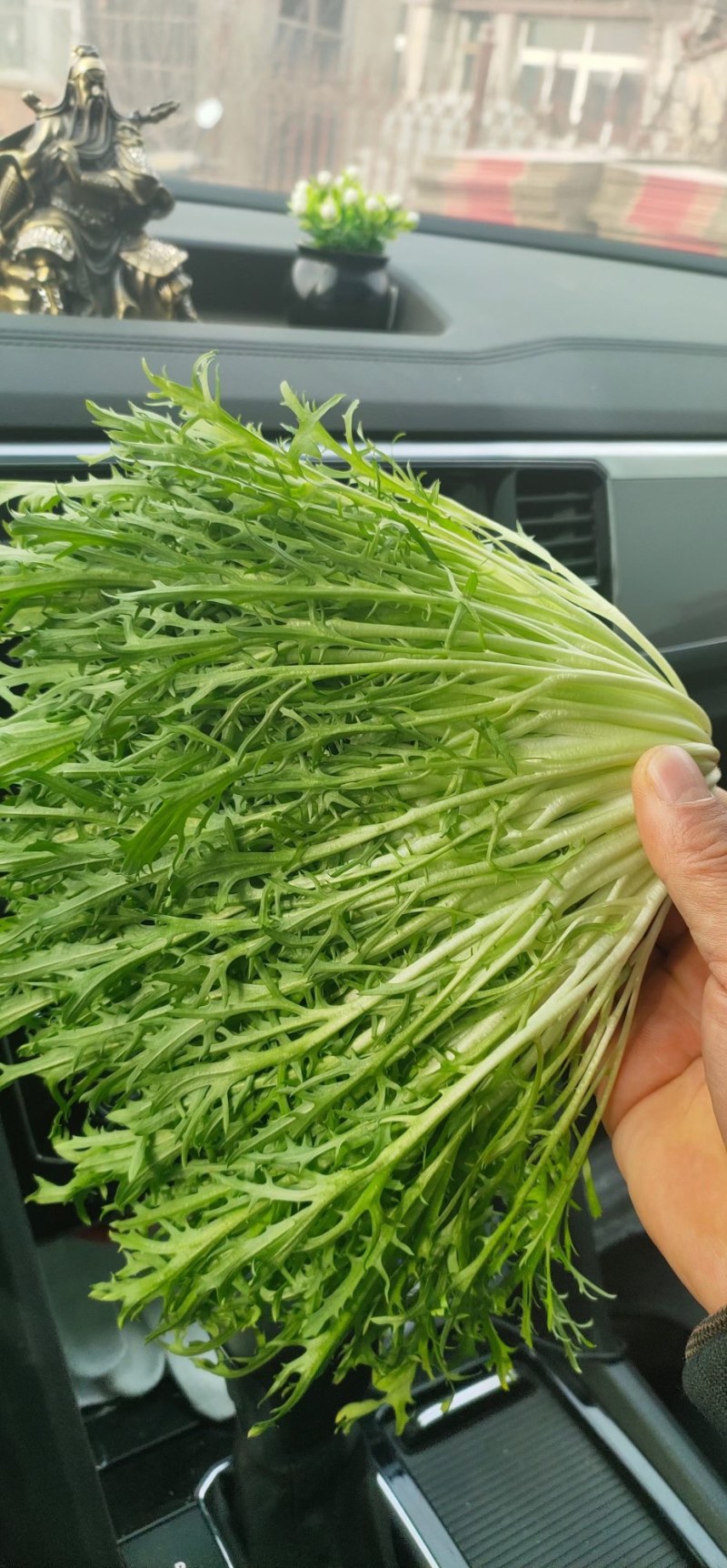 小叶苦菊