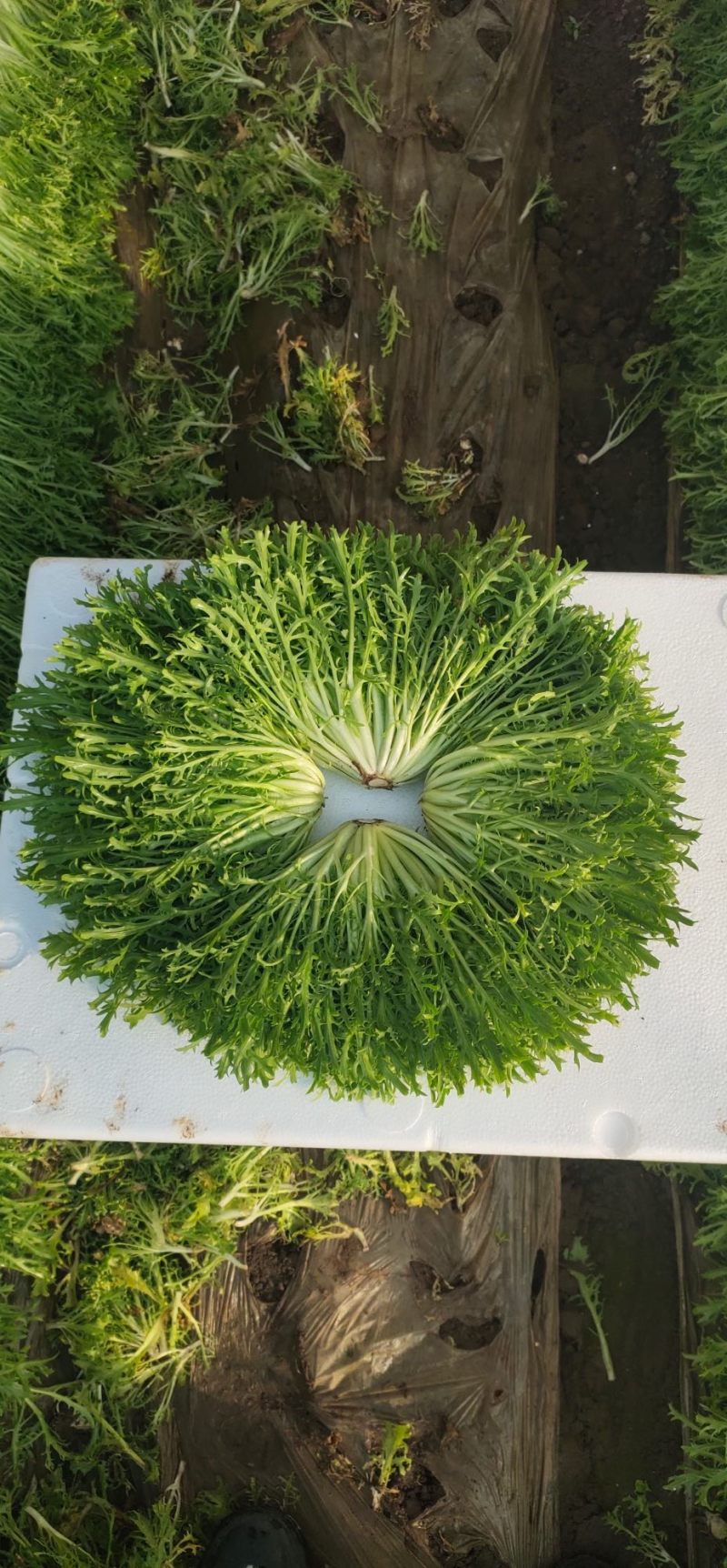 小叶苦菊