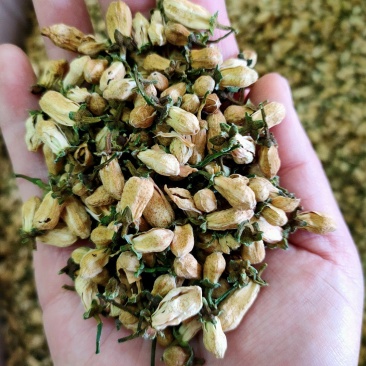玳玳花干净无杂玳玳花非柚子花无硫烘干一件代发