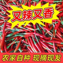 【精品】云南小米椒大量上市基地直供好价格欢迎老板预定