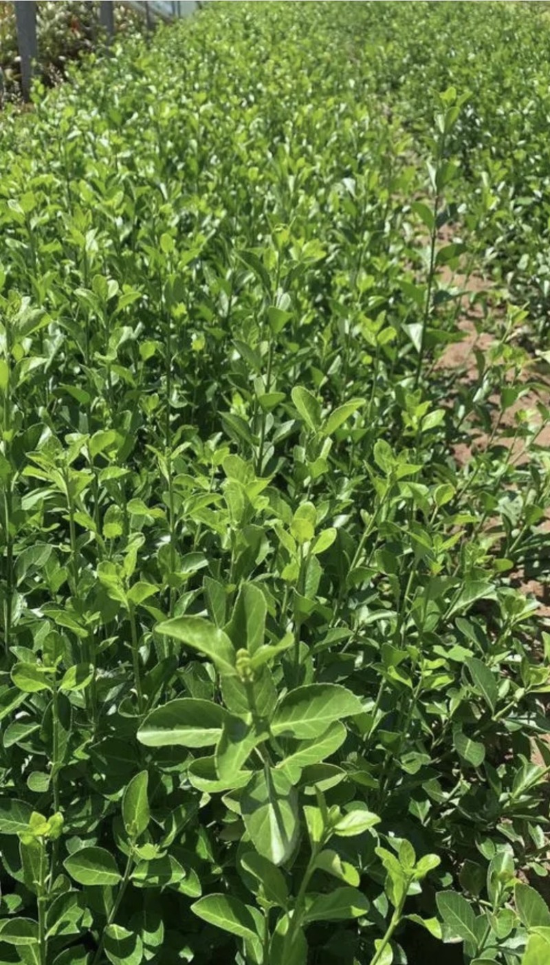 扶芳藤，小叶扶芳藤，扶芳藤基地，变色扶芳藤批发欢迎选购