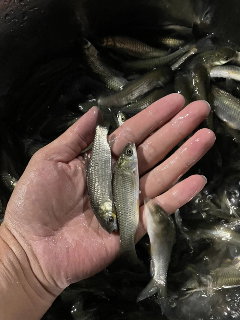 草鱼苗广草鱼苗广草水花苗抗病毒长速快草鱼水花