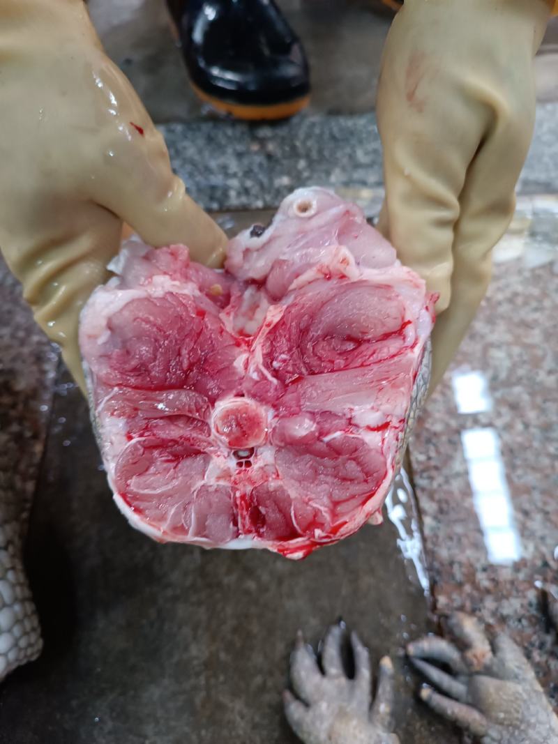 鳄鱼尾生态养殖好食材持证经营放心购买有量有价