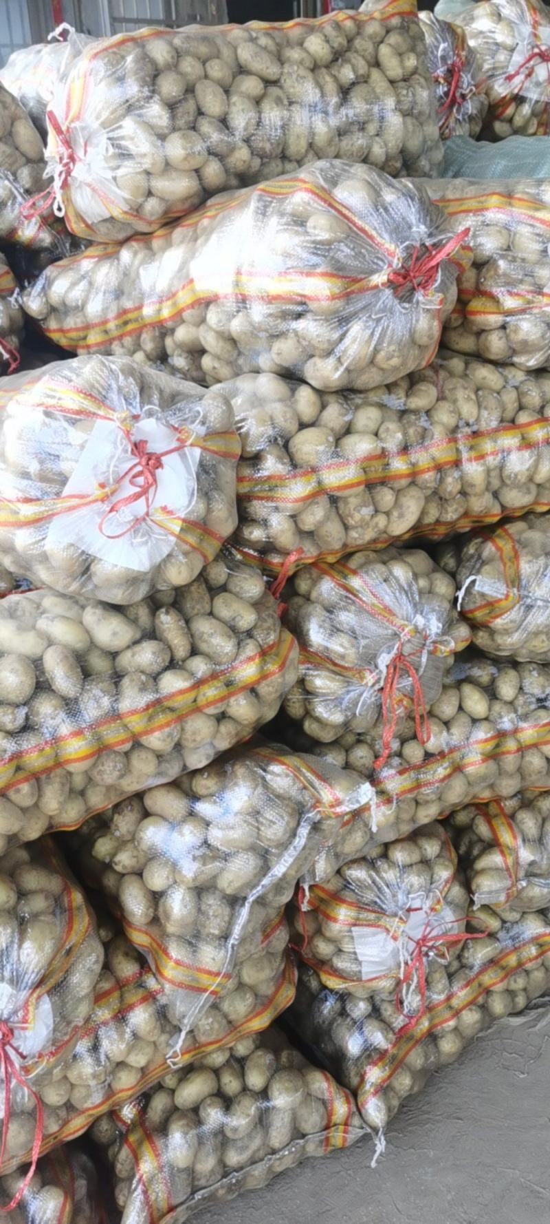 滕州土豆1-2两，1-3两，二到四，人工分选质量保证