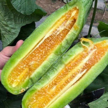 羊角蜜甜瓜河北博洋61甜瓜大量上市了，交通便利，货源充足。