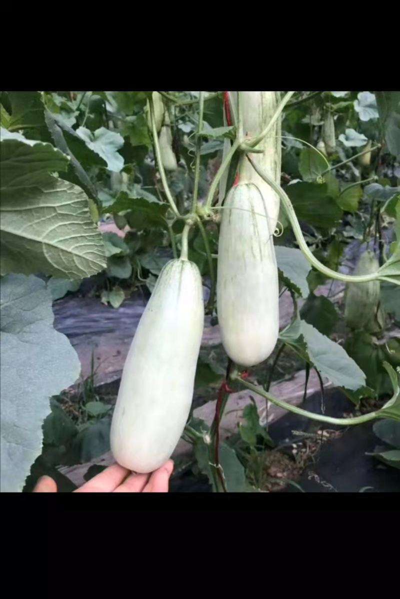 羊角蜜甜瓜河北博洋61甜瓜大量上市了，交通便利，货源充足。