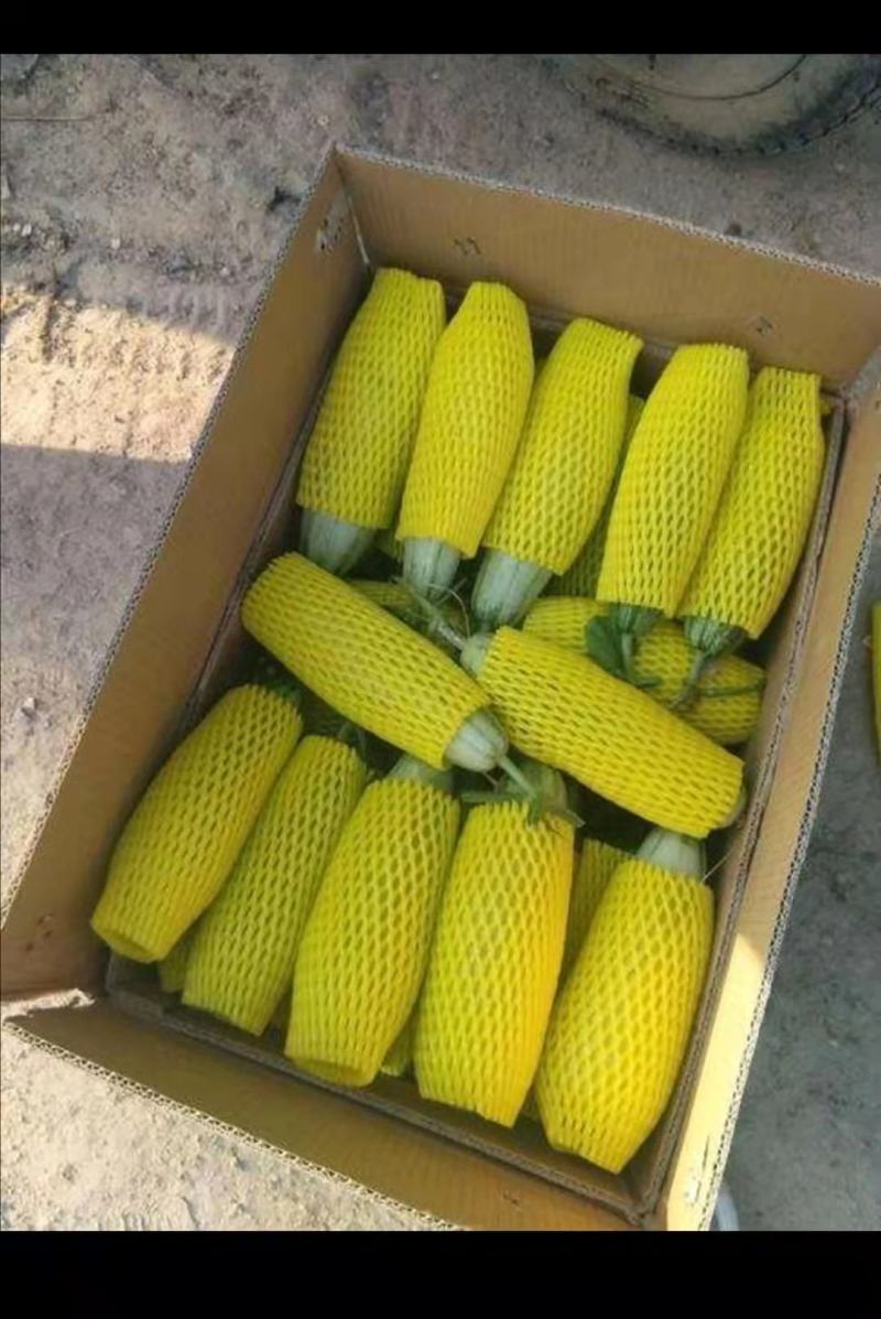 羊角蜜甜瓜河北博洋61甜瓜大量上市了，交通便利，货源充足。