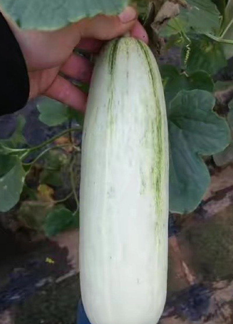 羊角蜜甜瓜河北博洋61甜瓜大量上市了，交通便利，货源充足。