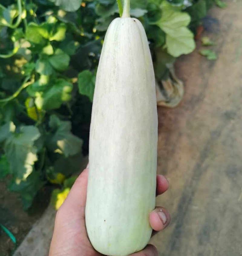 羊角蜜甜瓜河北博洋61甜瓜大量上市了，交通便利，货源充足。