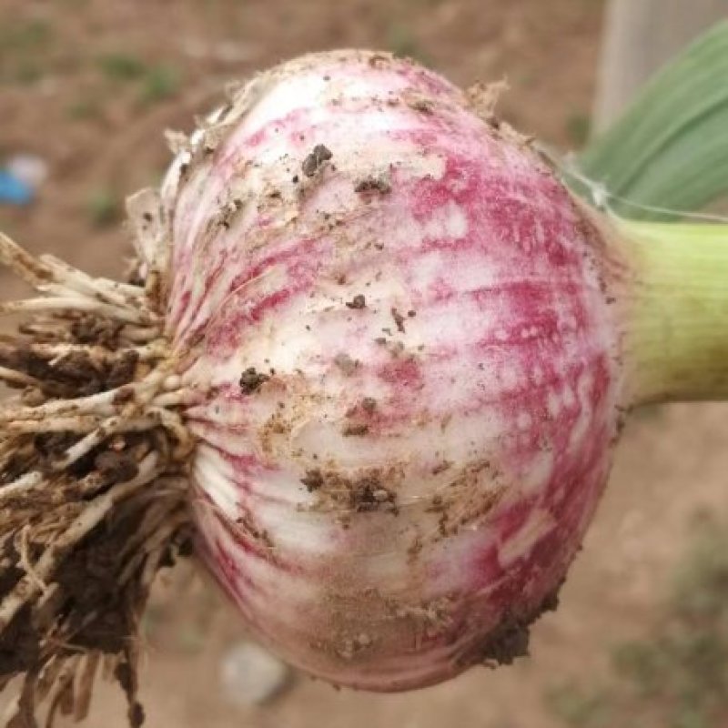 千亩基地紫皮太空蒜个头头大质量好直径4—8cm