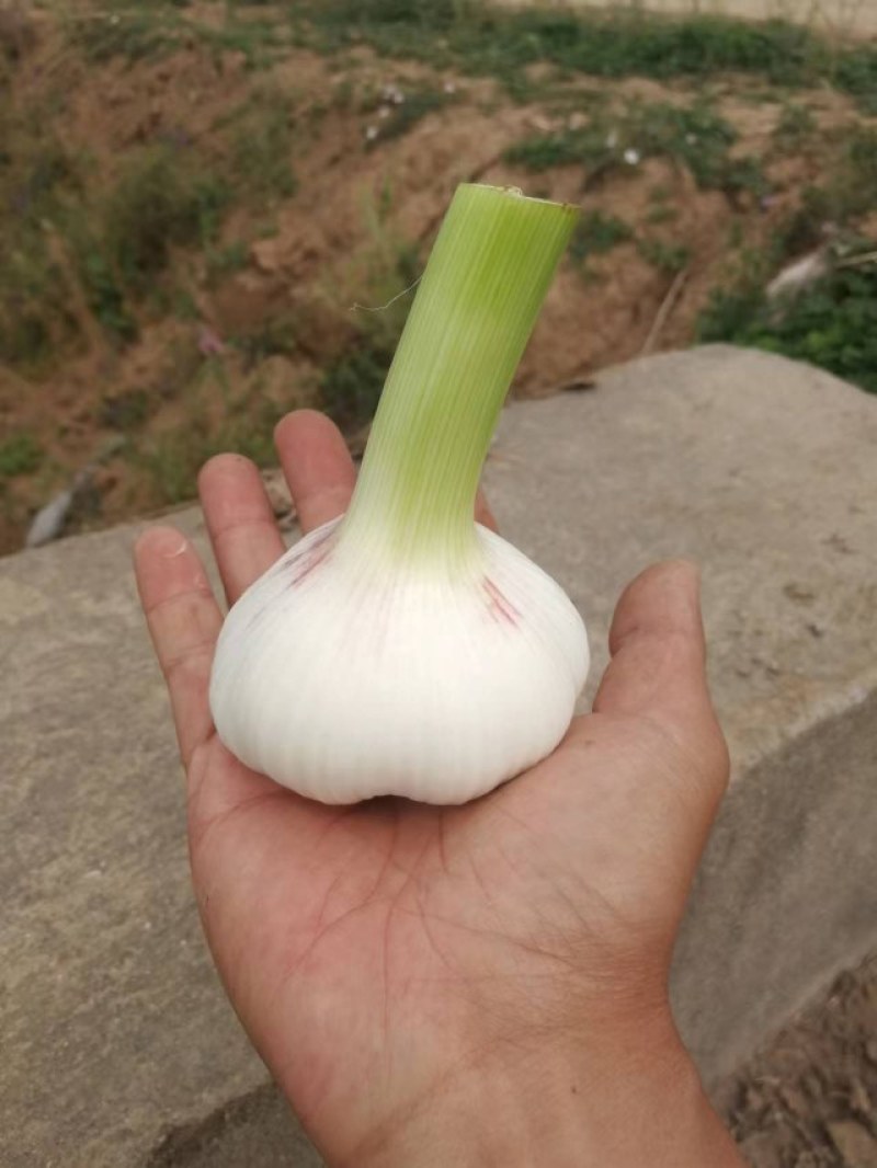 千亩基地紫皮太空蒜个头头大质量好直径4—8cm