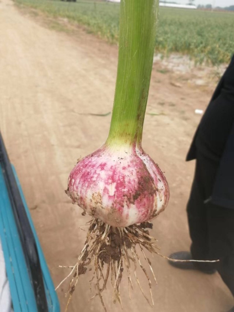千亩基地紫皮太空蒜个头头大质量好直径4—8cm