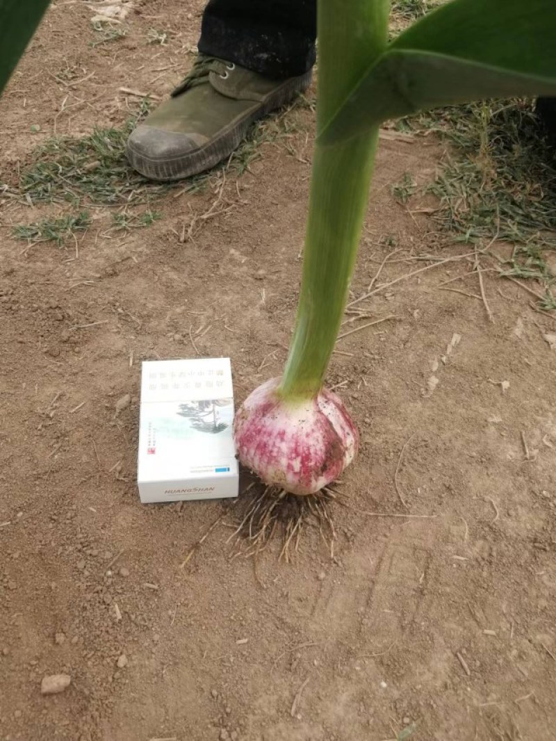 千亩基地紫皮太空蒜个头头大质量好直径4—8cm