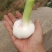 千亩基地紫皮太空蒜个头头大质量好直径4—8cm