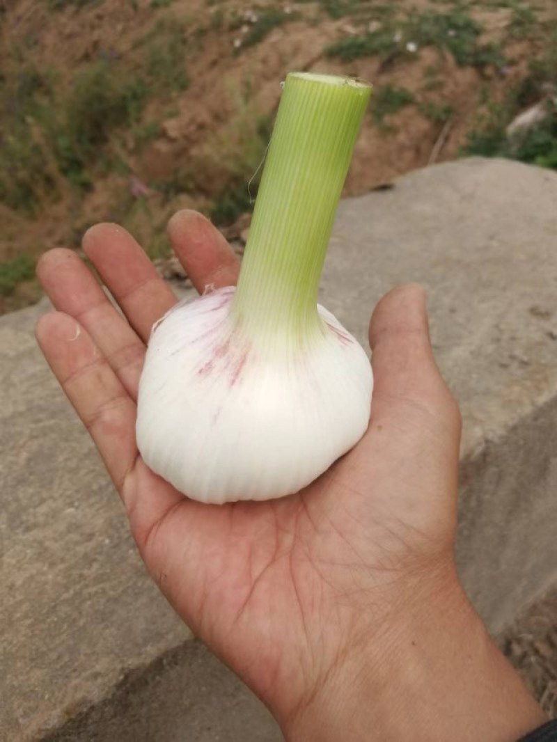 千亩基地紫皮太空蒜个头头大质量好直径4—8cm