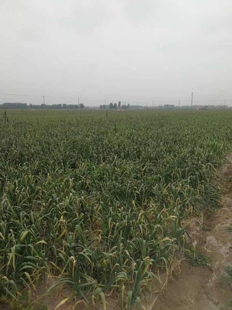 千亩基地紫皮太空蒜个头头大质量好直径4—8cm