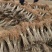 刺槐苗基地直销量大从优现挖现发欢迎咨询