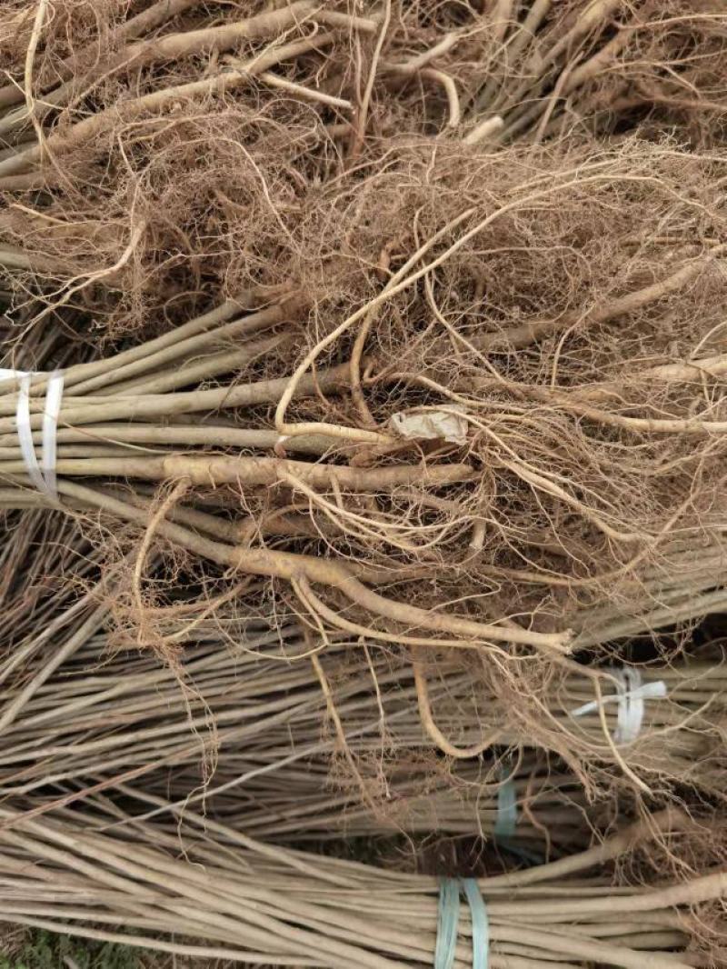 刺槐苗基地直销量大从优现挖现发欢迎咨询