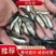 草鱼苗广草鱼苗广草水花苗抗病毒长速快草鱼水花