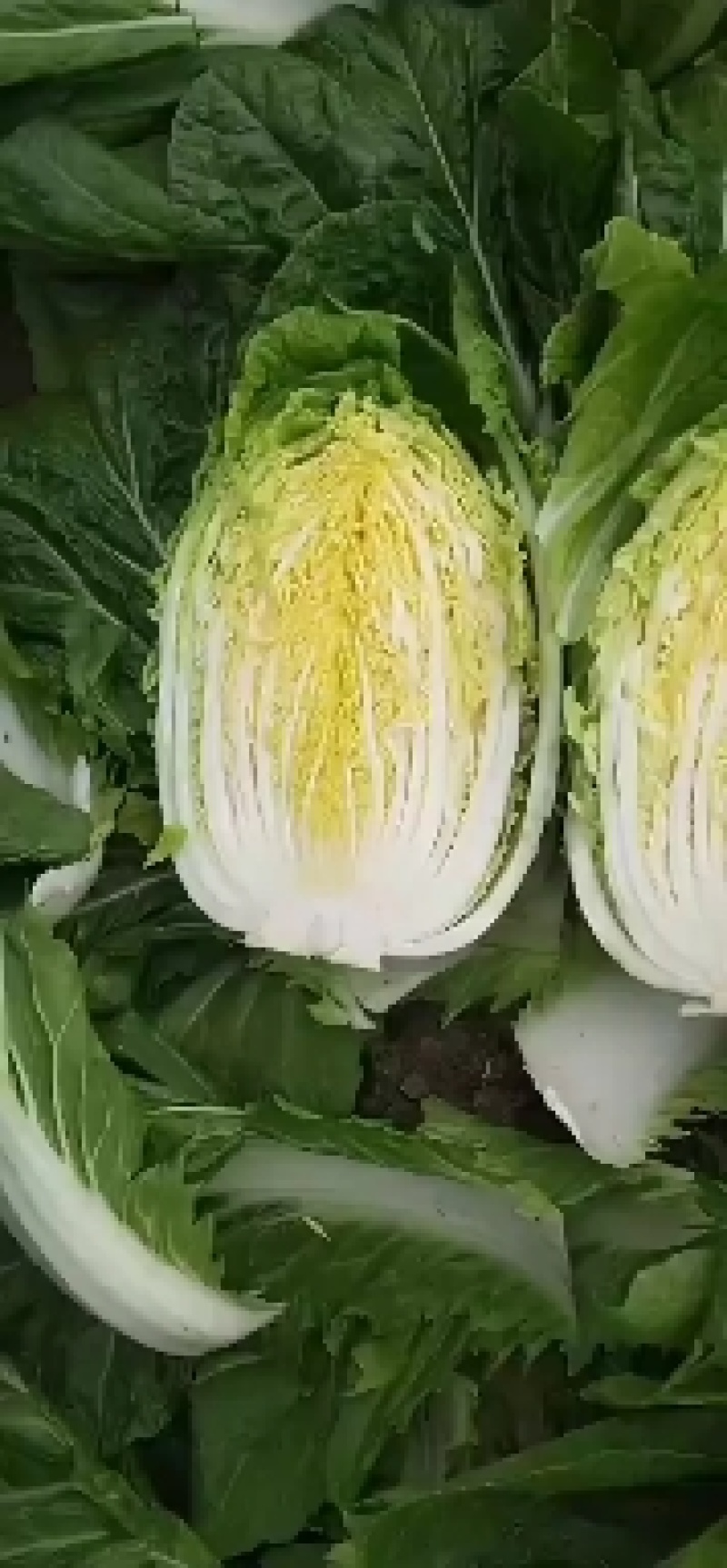 山东青岛胶东纯黄心白菜早中晚货源充足批量供应