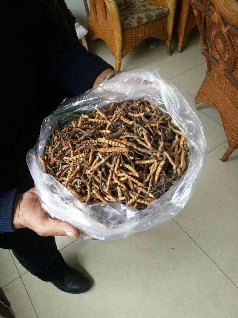 川藏高海拔地区冬虫夏草野生品质保证诚信经营