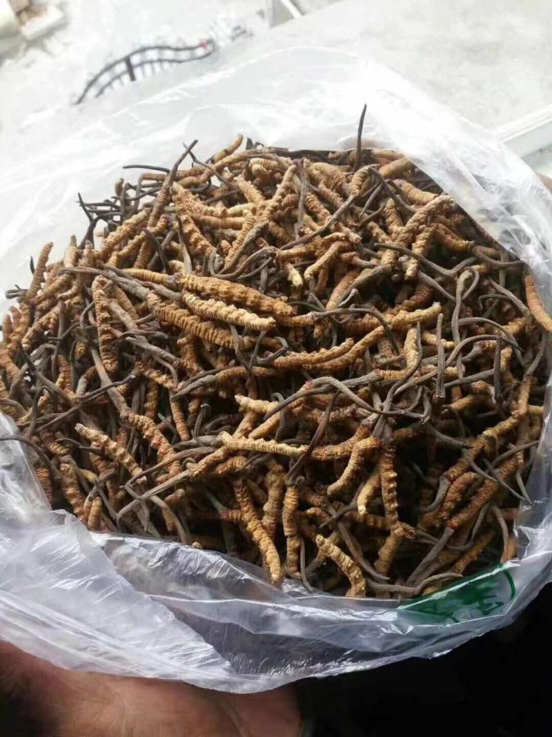 川藏高海拔地区冬虫夏草野生品质保证诚信经营