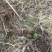 川藏高海拔地区冬虫夏草野生品质保证诚信经营