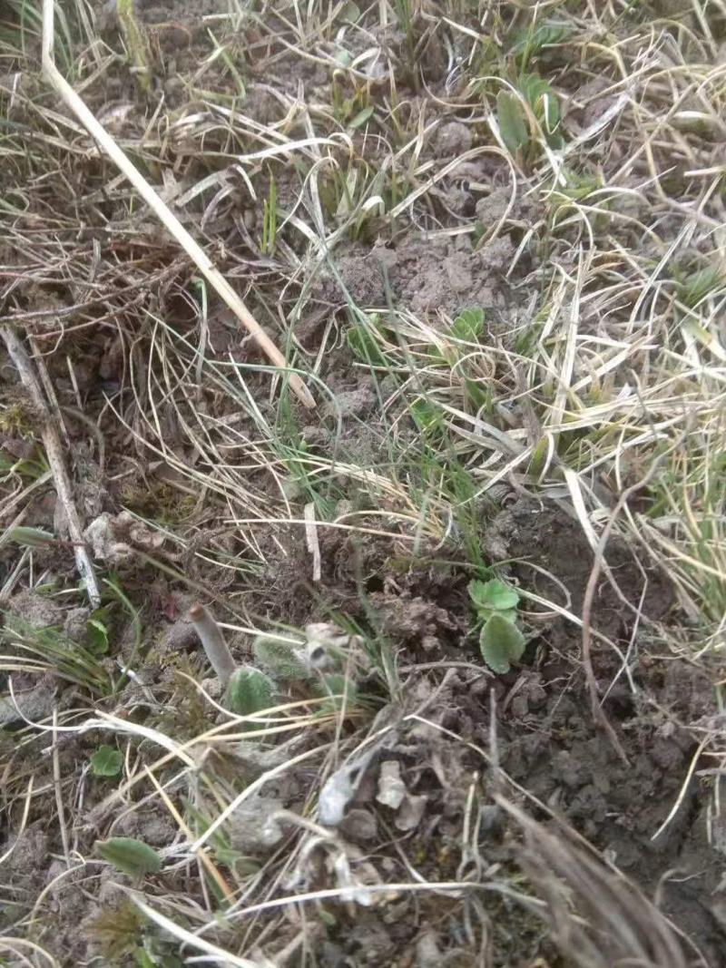 川藏高海拔地区冬虫夏草野生品质保证诚信经营