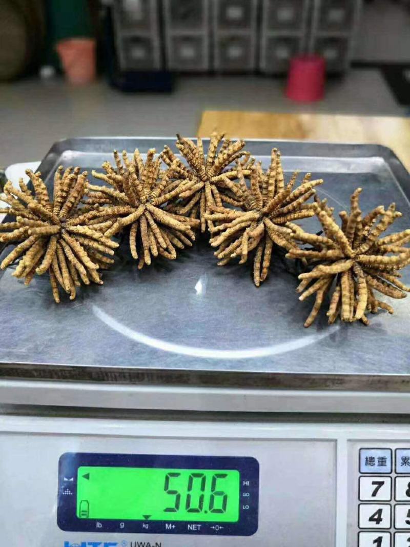 川藏高海拔地区冬虫夏草野生品质保证诚信经营