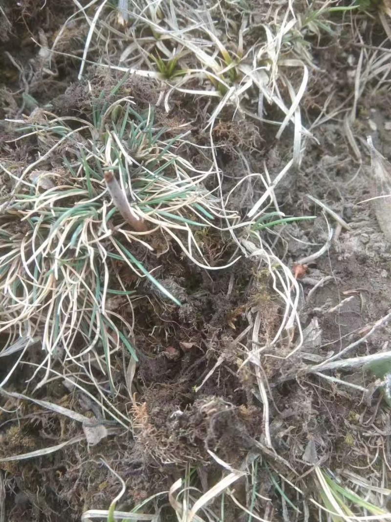 川藏高海拔地区冬虫夏草野生品质保证诚信经营