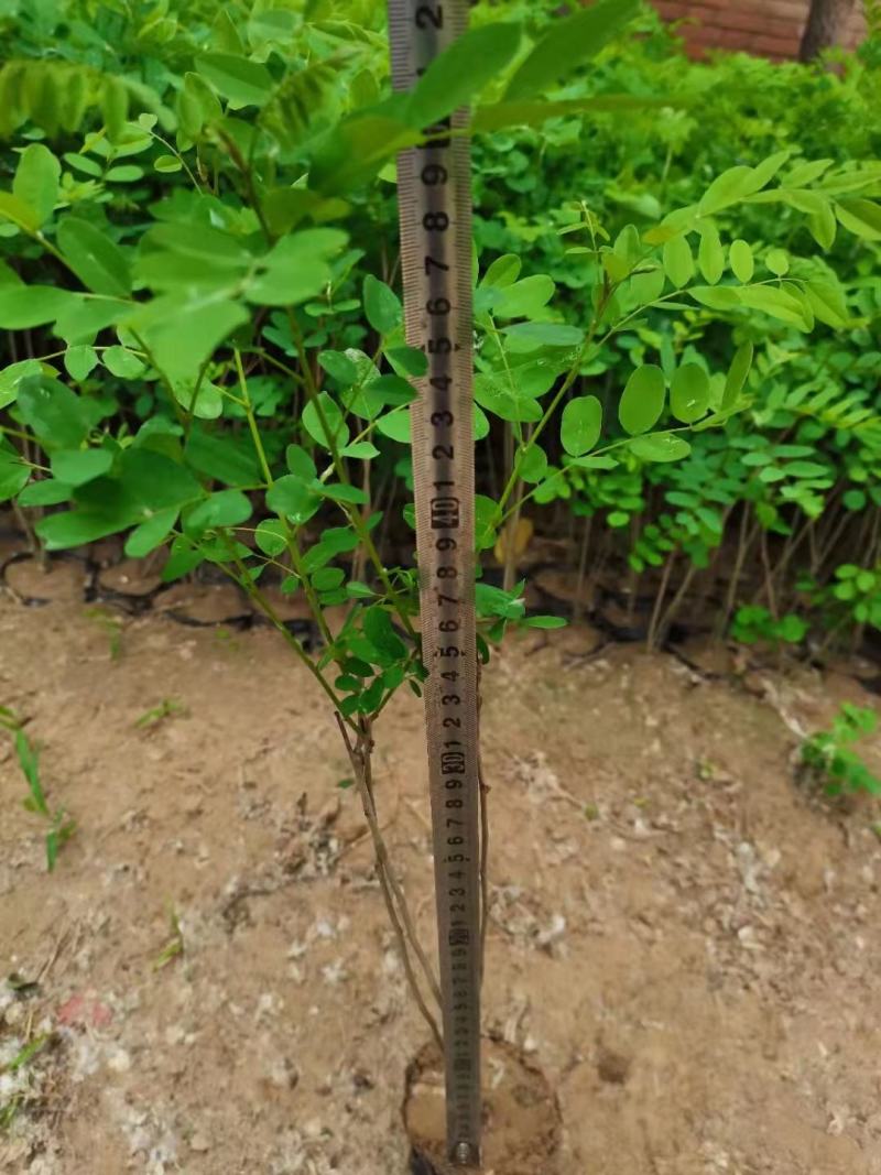 紫穗槐苗常年供应基地大量供应价格优惠易活抗旱