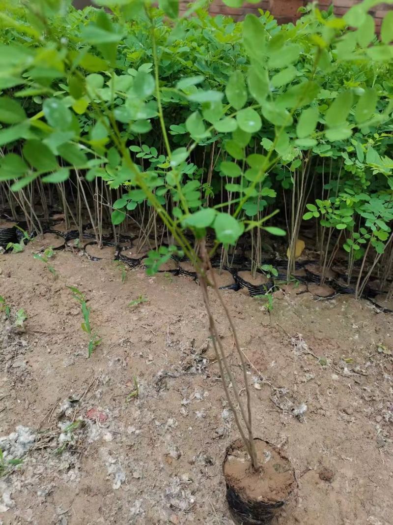 紫穗槐苗常年供应基地大量供应价格优惠易活抗旱