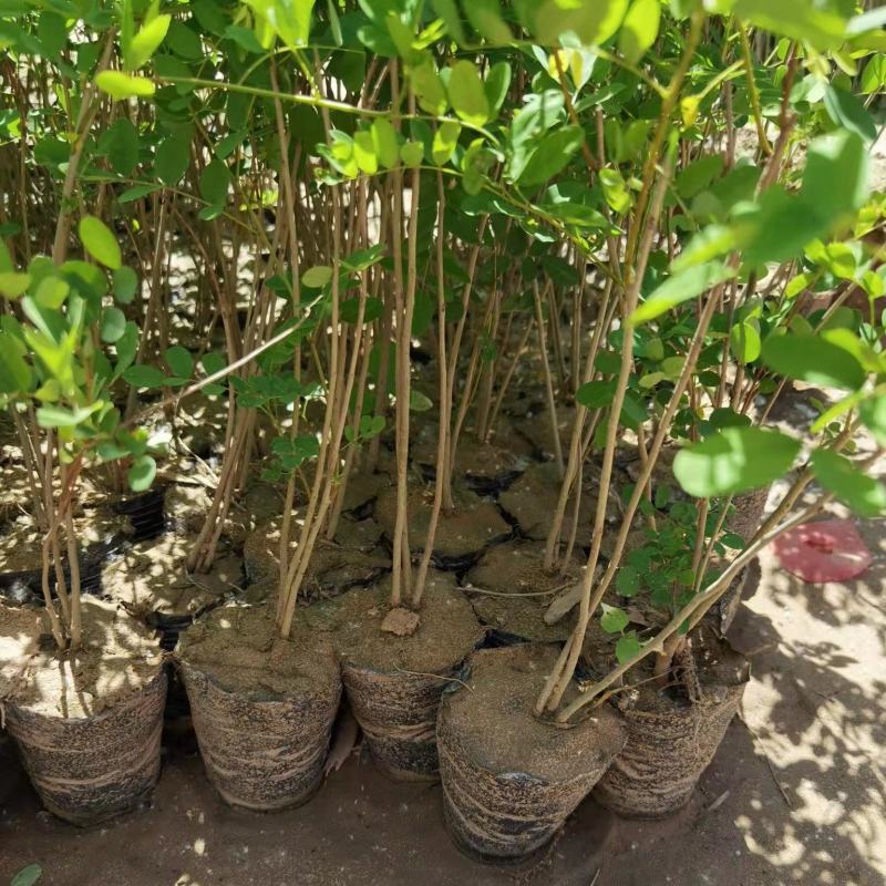 紫穗槐苗常年供应基地大量供应价格优惠易活抗旱