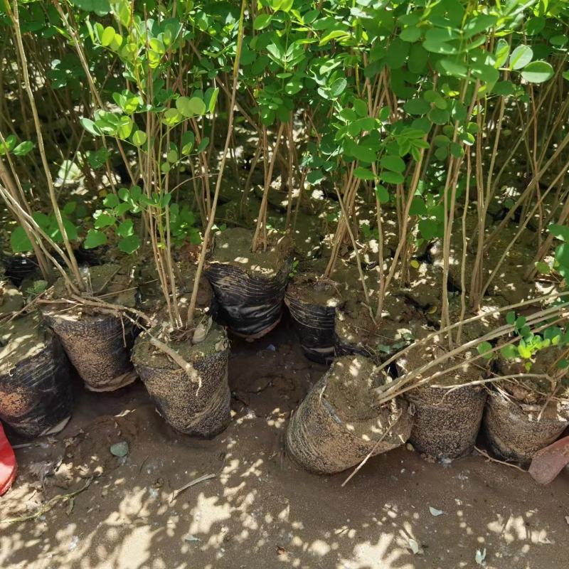 紫穗槐苗常年供应基地大量供应价格优惠易活抗旱