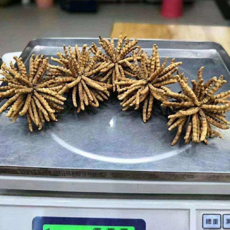 川藏高海拔地区冬虫夏草野生品质保证诚信经营