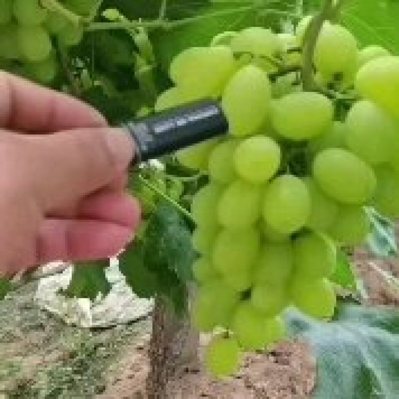 占地葡萄树