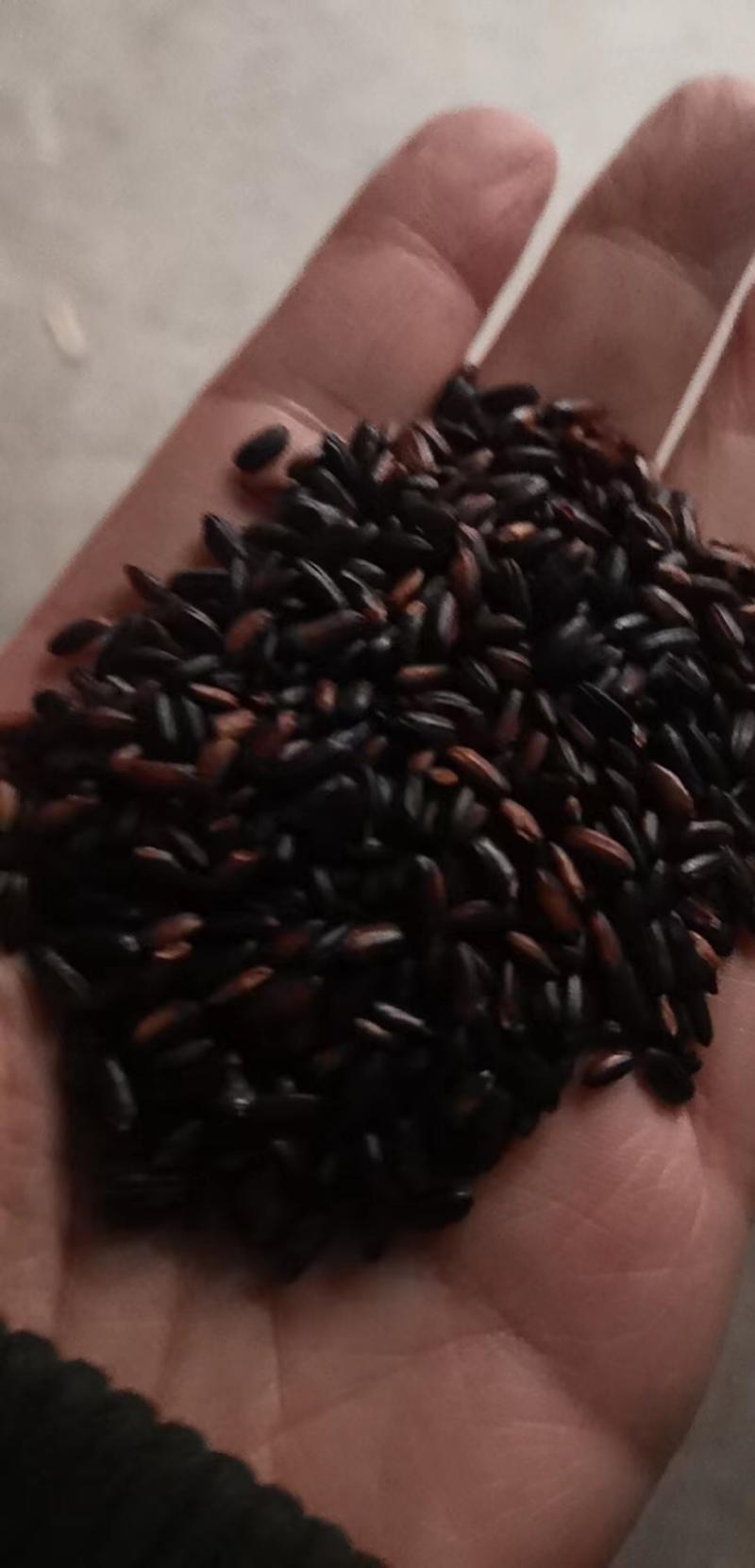 黑香米色选料黑米红米头做食品磨粉现货批发