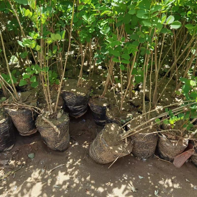 紫穗槐苗常年供应基地大量供应价格优惠易活抗旱