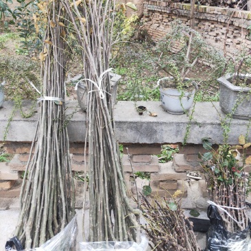 大量供应甘肃陇南嫁接无刺花椒树苗