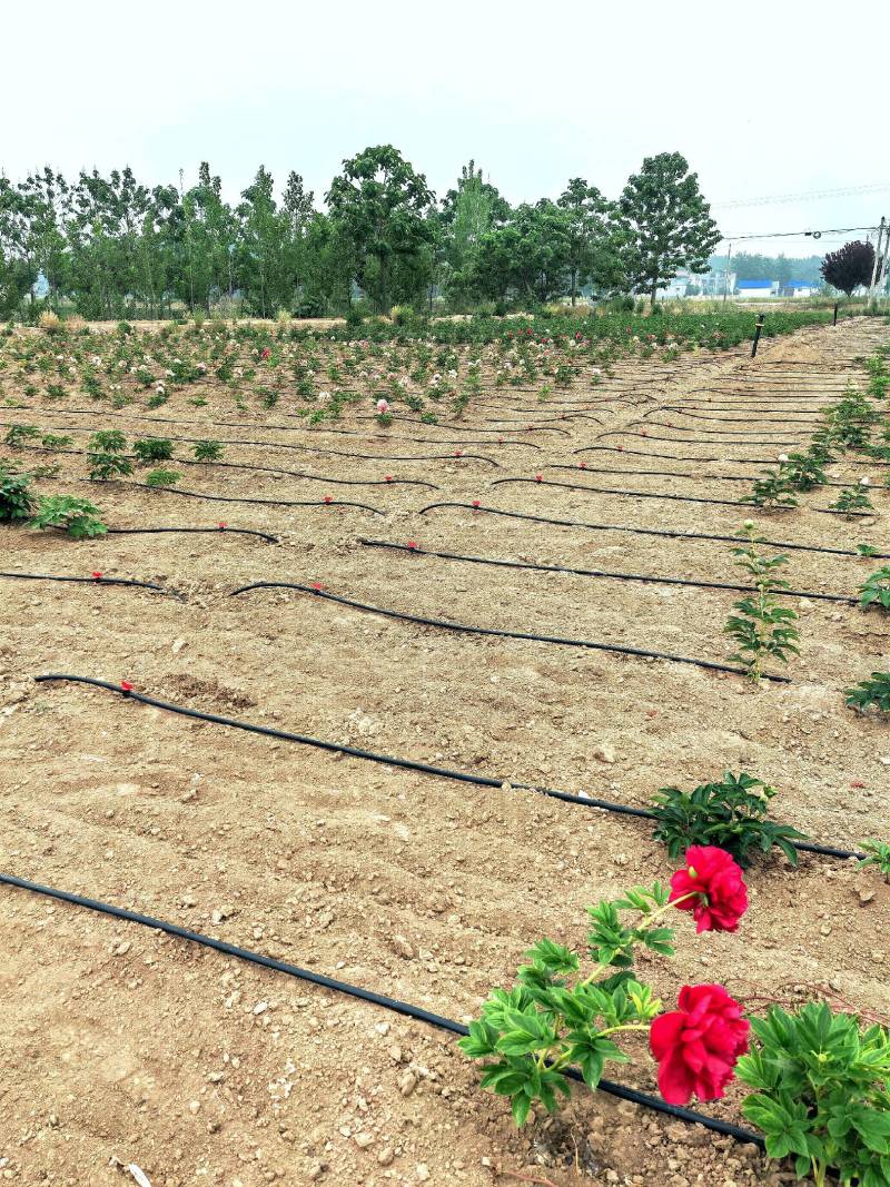 农用贴片滴灌带直径16MM滴灌微喷滴灌带出水均匀