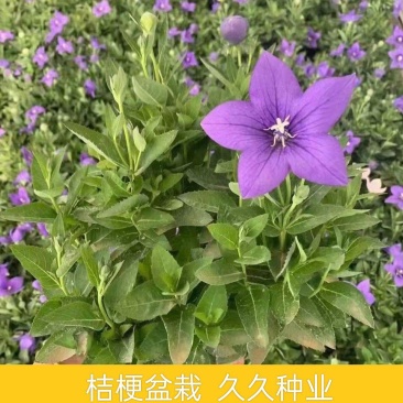 洋桔梗花苗中华桔梗盆栽室内阳台窗台鲜花植物带花苞多年生