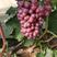 河北克伦生葡萄大量上市，口感脆甜，颗粒均匀，产地直供
