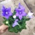 洋桔梗花苗中华桔梗盆栽室内阳台窗台鲜花植物带花苞多年生