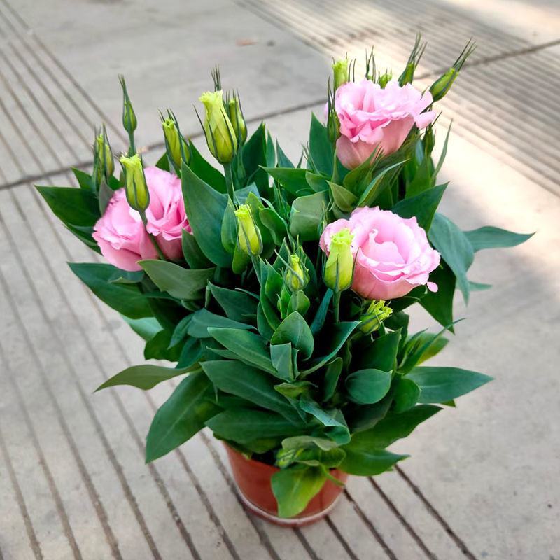 洋桔梗花苗中华桔梗盆栽室内阳台窗台鲜花植物带花苞多年生