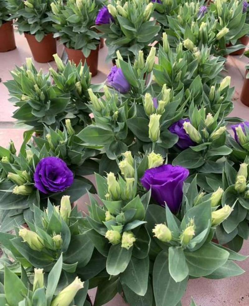 洋桔梗花苗中华桔梗盆栽室内阳台窗台鲜花植物带花苞多年生